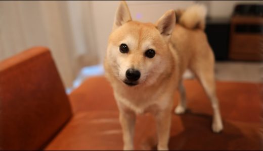 テンションが上がると犬になってしまう柴犬