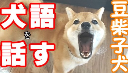 【豆柴犬】犬語で話しかけてくる子犬が居た！【しゃべる】