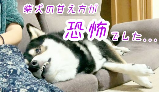 柴犬の甘え方が恐怖でした…。ガル犬が甘えるとこうなります