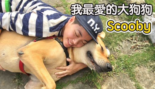 【昆蟲擾西家】最大最可愛的高山犬史酷比