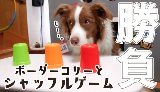 一番賢い犬種と言われているボーダーコリーとシャッフル勝負してみた！ / Border Collie and Shuffle Match!