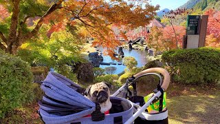 愛犬と紅葉狩りさんぽ!!綺麗すぎてテンション爆上がり!!パグ犬ぷぅPug