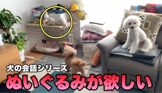 先輩犬のわがままに呆れる後輩犬 トイプードル/マルプー