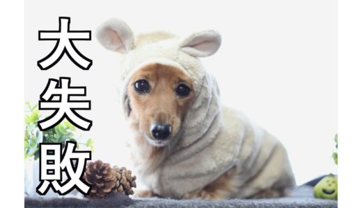 【元保護犬】家族になって初めて迎える冬に向けての準備【カニンヘンダックスえびすの日常】♯37