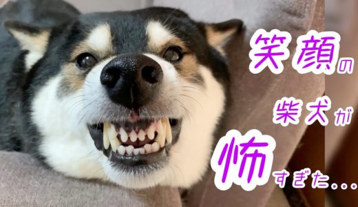 笑顔が怖すぎる柴犬！！でもこれが、ガル犬の１００点スマイル♪