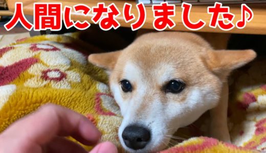 もはや犬じゃない！行動がもはや人間のような柴犬ハナ