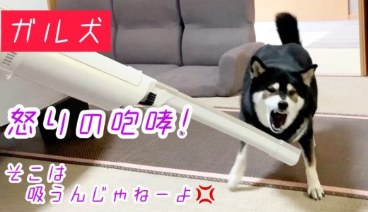 ガル犬 怒りの咆哮！柴犬のソコは吸っちゃいけません