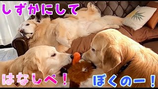 1人で大型犬3頭を散歩してみた　ゴールデンレトリバー