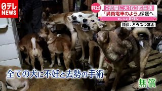 ２部屋に犬１６３匹生活…まるで“満員電車”保護へ（2020年10月30日放送「news every.」より）