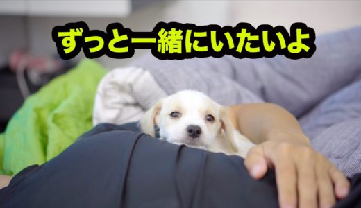 「甘えん坊犬」絶対に飼い主とくっついて寝たがる子犬・犬より人間の方が好きな子犬が可愛すぎる