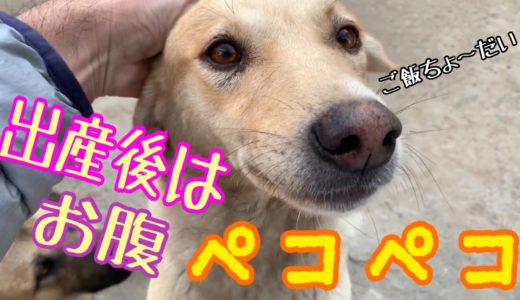 【野良犬支援】毎日、子犬たちにミルクをあげてるママ犬に栄養補給💖子犬は全部で何匹いるのかな～🌸