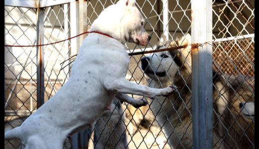 一只杜高母犬面对一群狗，本以为它会胆怯，结局太吓人了The ending was unexpected when a female Dogo was waking into the kennel !