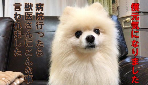 【シニア犬と暮らすということ】 原因不明の不調から復活したポメラニアン