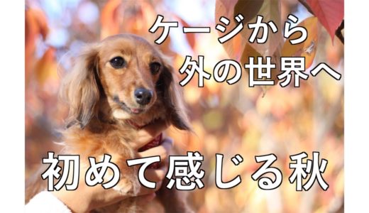 【元保護犬】外の世界を知った犬が初めて見る秋の景色【カニンヘンダックスえびすの日常】♯４０