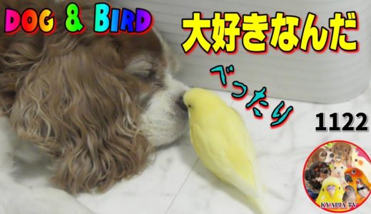 犬が好きすぎてベッタリなセキセイインコ｜おもしろい可愛い動物と暮らす動画1122