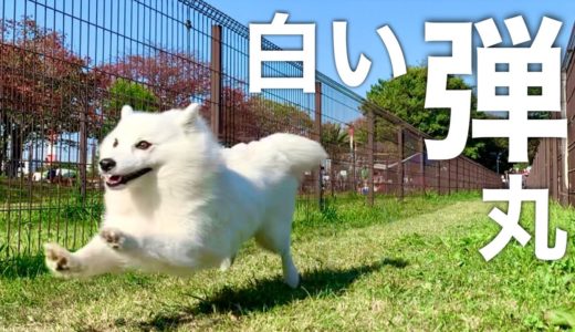 【チャレンジ】犬は50メートル走を何秒で走れるのか？ / My Dog Runs 50 Meters.