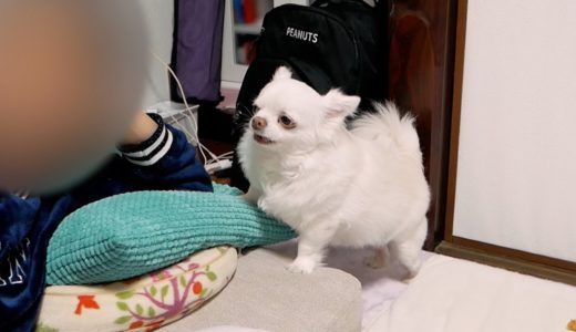 お願いするときは猫なで声で鳴く超かわいい犬♪