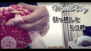 【犬との暮らし】引っ越しとモコ爺☆mocotarou vlog