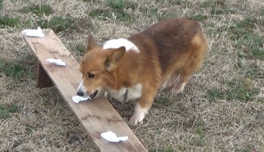 岐阜県警が警察犬審査会