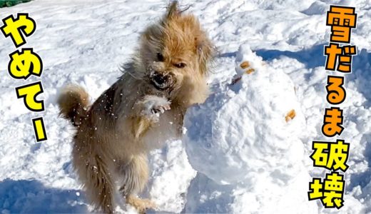 パパが一生懸命作った雪だるまを犬に壊されて大笑いしました