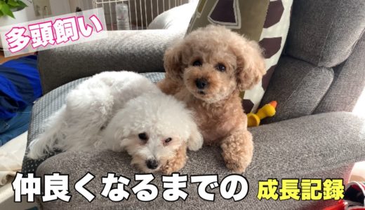 【多頭飼い】1年で子犬と先住犬が仲良くなるまでの成長記録 トイプードル/マルプー