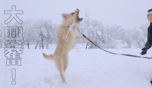 今年初めて雪を見た時の犬の反応がこちらです。