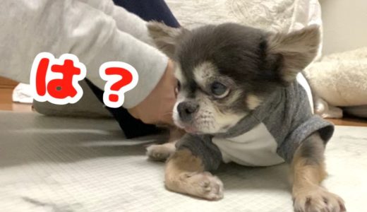 冬支度で飼い主ともめる犬【チワワ】