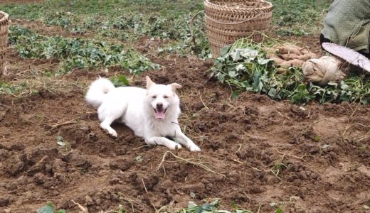 田园犬跟着主人上坡干活，山坡上随便跑一圈，累的趴地里直喘气