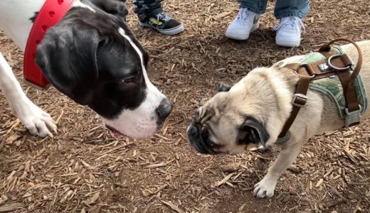 自分よりも小さな犬に怯えてしまう超大型犬