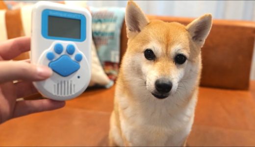 犬用の翻訳機を使って柴犬と会話し始める飼い主