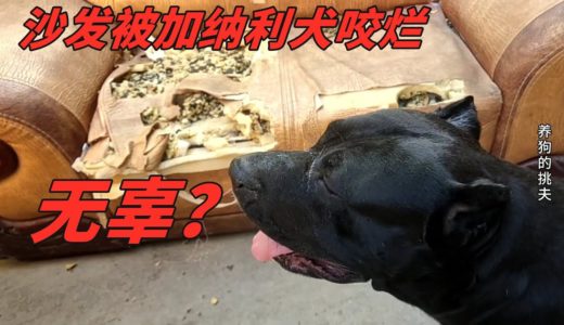 沙发被加纳利犬咬烂，大家看它会不会被打死，这狗无辜吗