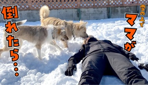 ママが倒れたら犬たちはどんな反応をする？