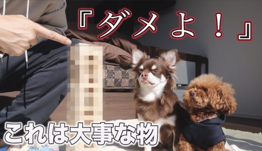 犬だけのお留守番でも「ダメよ！」は守れるか？トイプードルとチワワの子犬くん