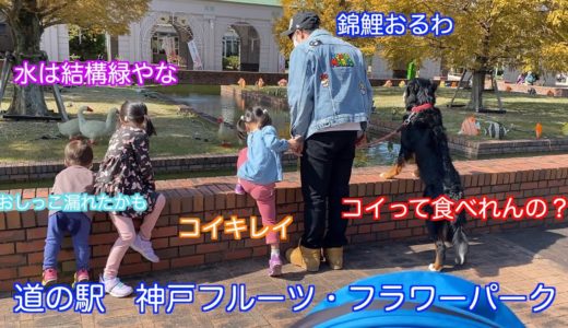 【犬とお出かけ】道の駅　神戸フルーツ・フラワーパークに猿まわしを見に行く　バーニーズマウンテンドッグ　 bernese mountain dog