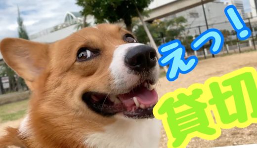 貸切ドッグランでまったりクン活する犬