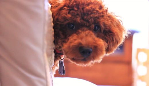 子犬を甘やかして育てたらこうなりました。【ストーカー犬】 #43