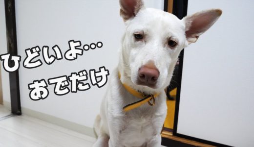 犬と子猫の関係について残念なお知らせ