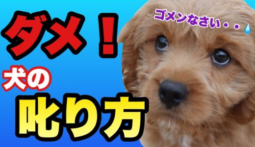 犬の叱り方　重要なのは〇〇！ドッグトレーナーの叱り方はこうです。叱り方をマスターしましょう！