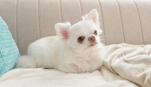 【甘えん坊】眠い時の甘え方がゆるくて可愛いすぎる犬ｗ