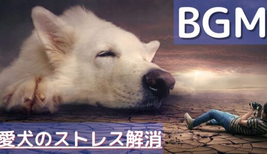 【犬のストレス解消音楽】効果抜群！犬が自然と眠るように作られたBGM