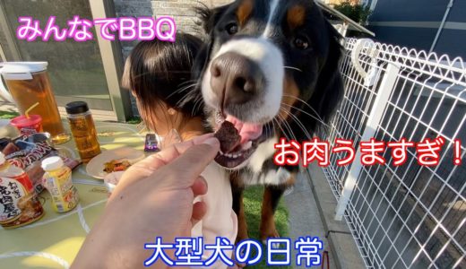 【大型犬の日常】突然決行されたBBQに参加する　バーニーズマウンテンドッグ　 bernese mountain dog