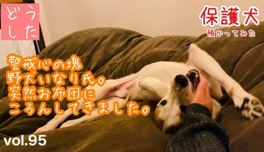 【保護犬預かり】いきなり甘えてきたのでびっくりしました