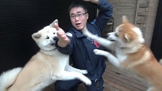 秋田犬の上下関係が定まらなくて困っています。