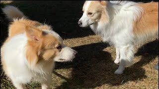 保護されたお父さん犬に初めて会う息子は何を思うのか？【ボーダーコリー】