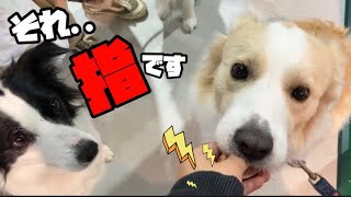 好き過ぎてママの指まで食べる犬が可愛いけどかなり痛いw【ボーダーコリー】