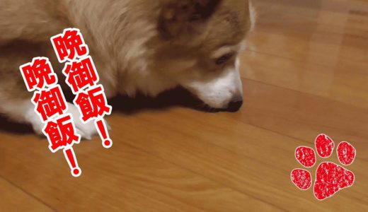 晩御飯の支度中は犬も大忙しなんですよ？【コーギーチロ】