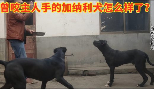 曾咬主人手的加纳利犬怎么样了？惊险+惊喜，全程高能，厉害！