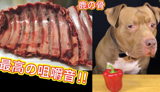 【ASMR】犬界最強‼︎ピットブルがボリボリ鹿の肋骨を噛み砕く‼︎咀嚼音が心地良すぎてもはや睡眠導入剤！音フェチにおすすめ！