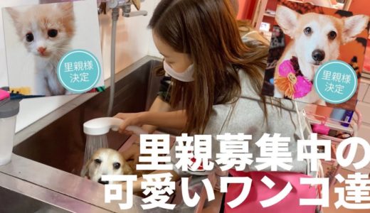 【保護犬】里親募集中の可愛いワンコ達に会いに行ってきました！