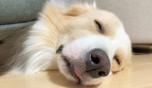 犬が家に帰るのを拒むほど楽しい夜だったみたいです🤦‍♀️【ボーダーコリー】